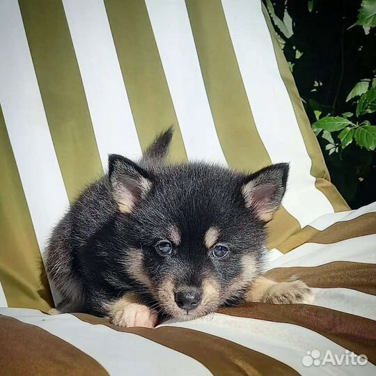 Помски девочка той