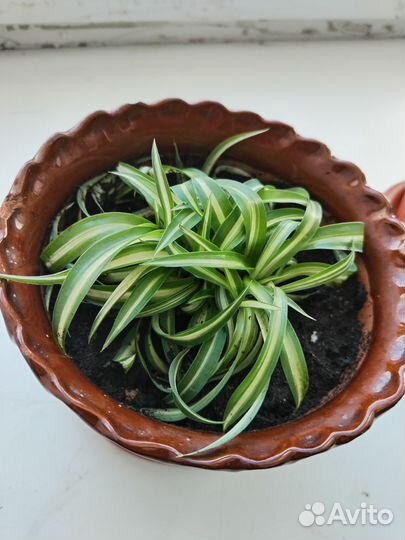 Отростки хлорофитума Бонни (кудрявый)