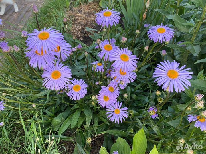 Растения для сада