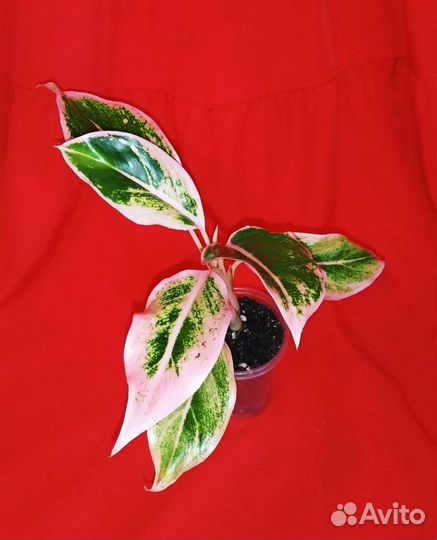 Аглаонема три сорта