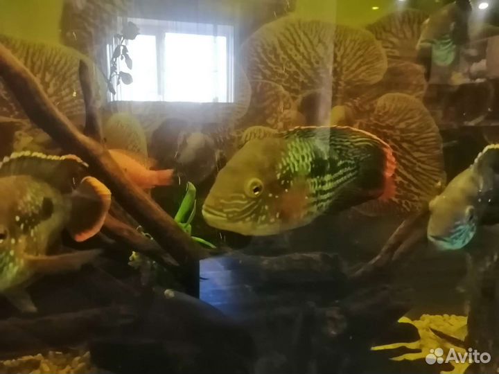 Аквариум