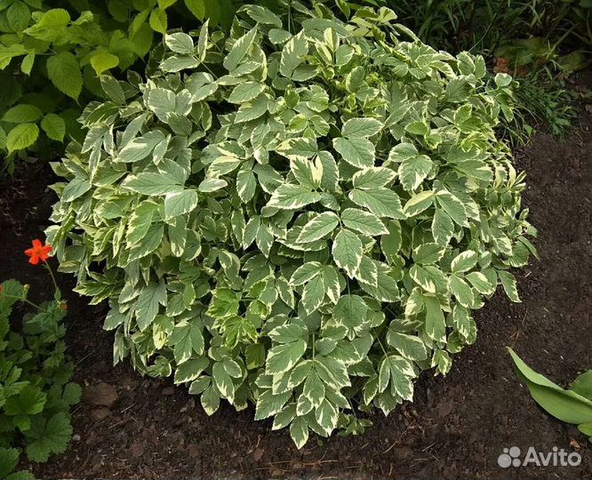 Сныть пестролистная, саженцы