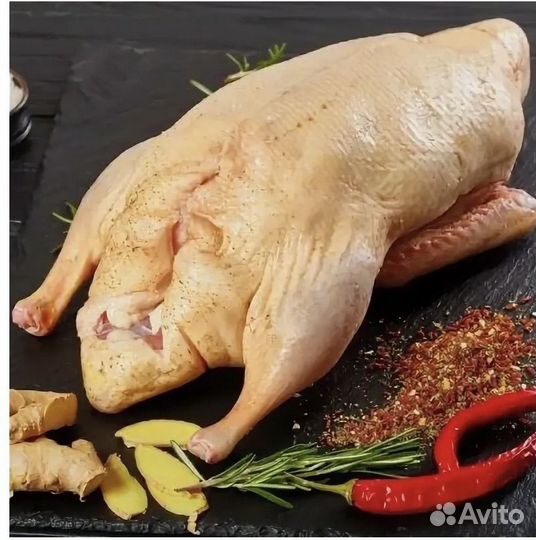 Домашние утки, гуси