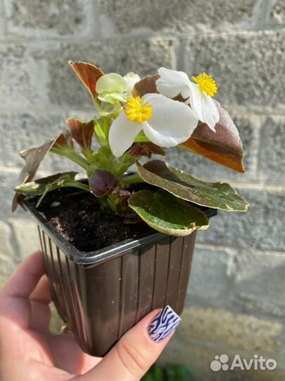 Бегония вечноцветущая