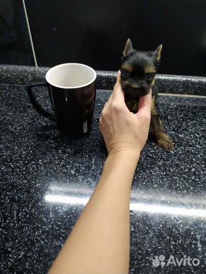 Мальчик для вязок