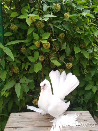 Продажа голубей