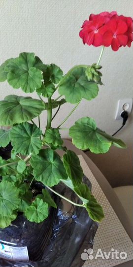 Пеларгония герань