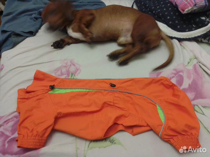 Одежда для таксы мальчика