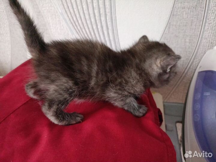 Шотландские котята