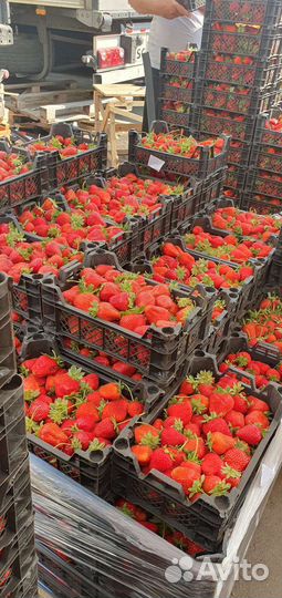 Клубника свежая