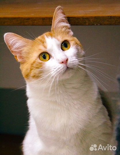 Ласковая рыжулька