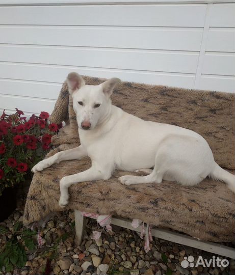 Отдам в добрые руки