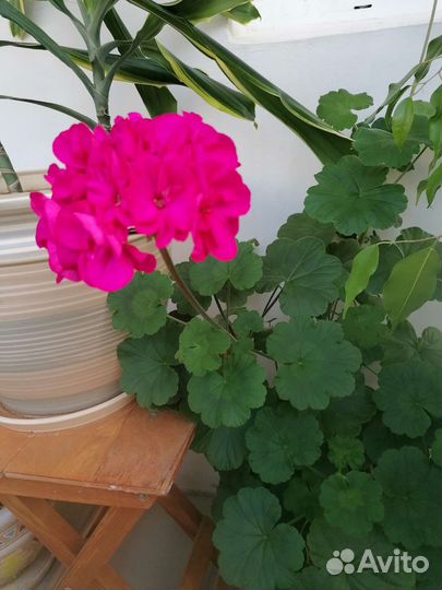 Пеларгония Fee Cerise Polina