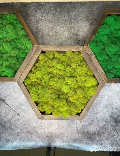 Стена из стабилизированного мха