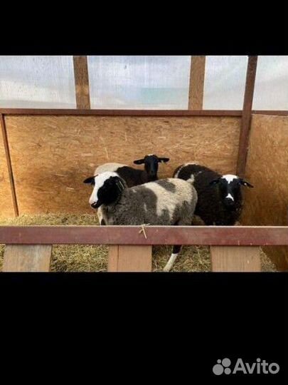 Овцы бараны