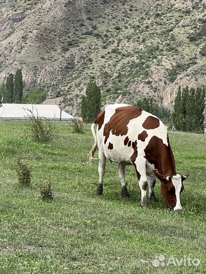 Продаются коровы айширской породы. Всего7 голов