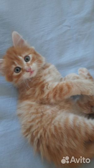 В добрые руки