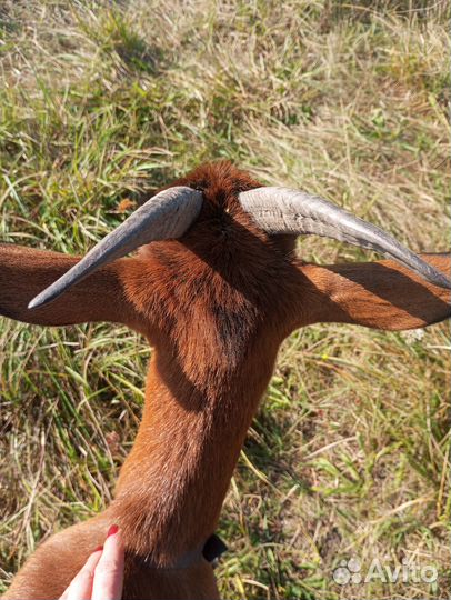 Коза Чешская