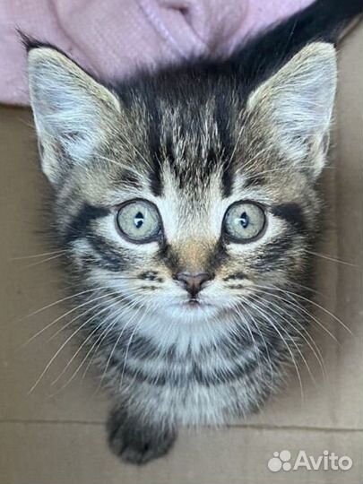 Котята в добрые руки бесплатно