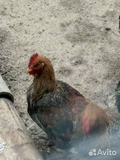 Породистые молодые петушки на племя, или на мясо