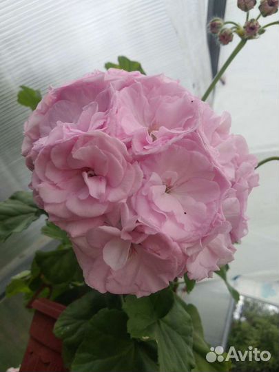 Пеларгония (герань) Millfield Rose