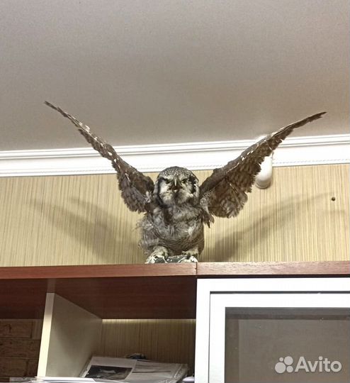 Чучело совы