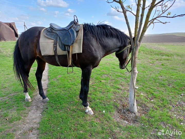 Лошадь жеребец