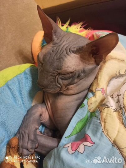 Канадский сфинкс вязка