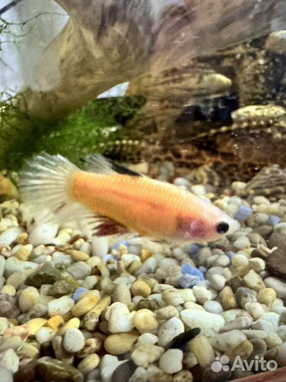 Рыбка петушок халф мун самка