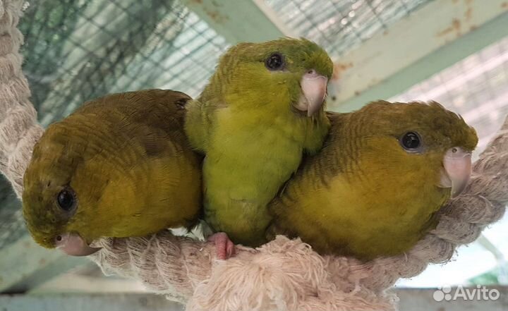 Толстоклювый попугай Катерины