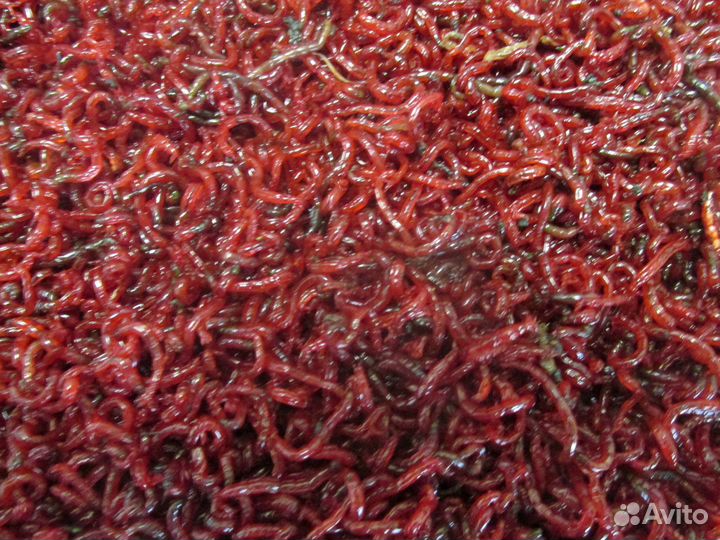 Червь, мотыль, опарыш