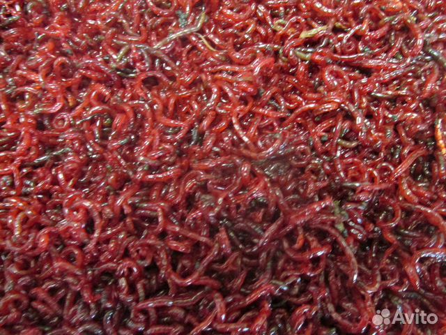 Червь, мотыль, опарыш