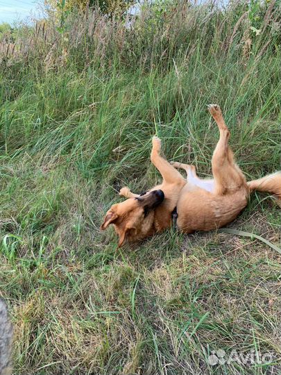 Овчарка метис в добрые руки