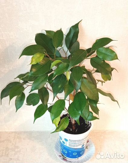 Фикус бенджамина