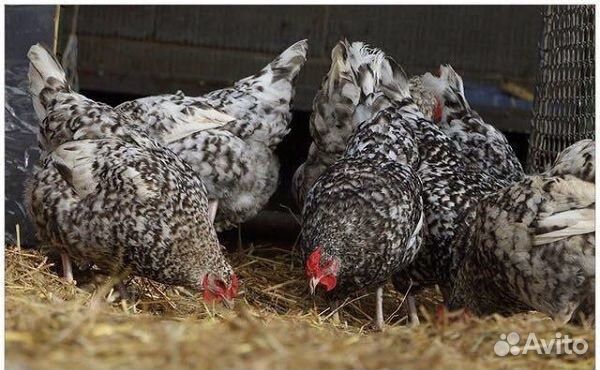 Пушкинская порода суточные цыплята