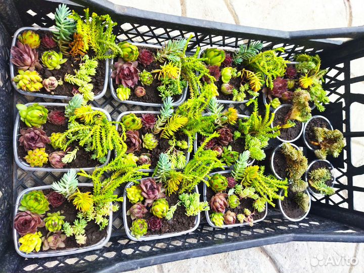 Молодило, седум