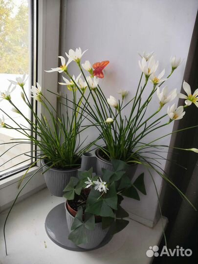 Зефирантес, ландыши, герань