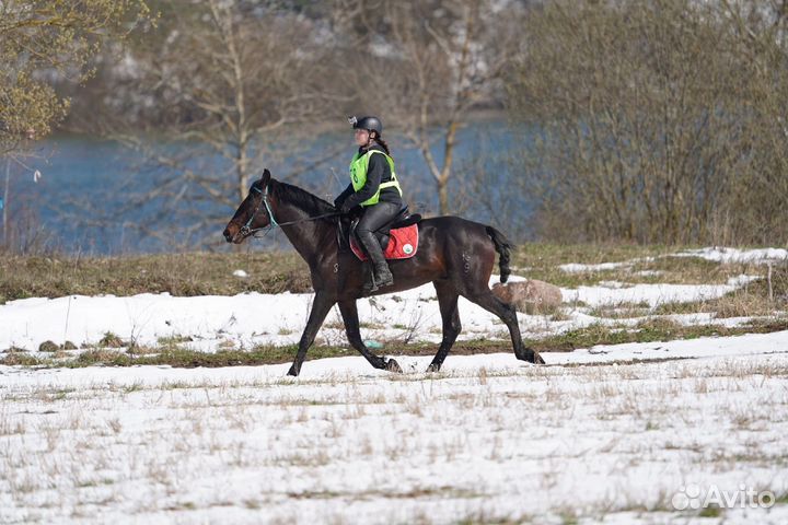 Великолепный конь в аренду
