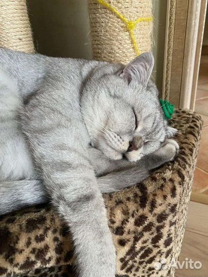 Кот для вязки