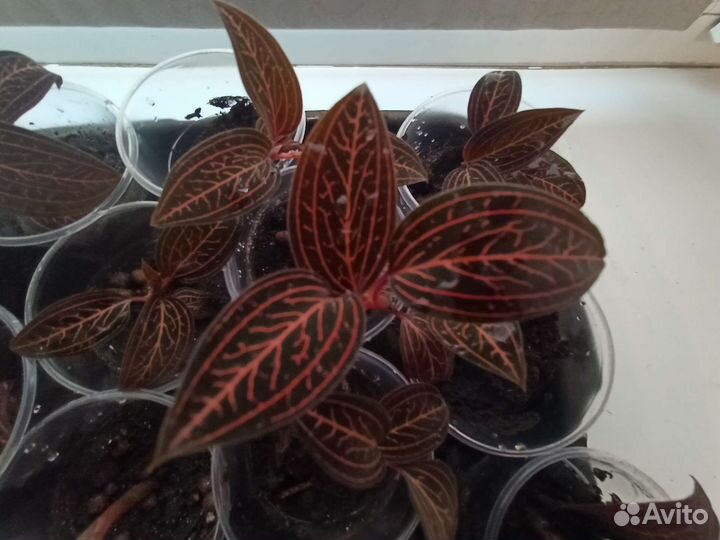 Орхидея - драгоценная