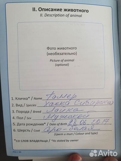 Хаска Сибирска