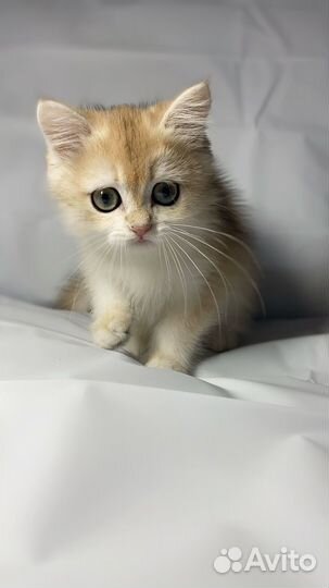 Котята британские золотые шиншиллы