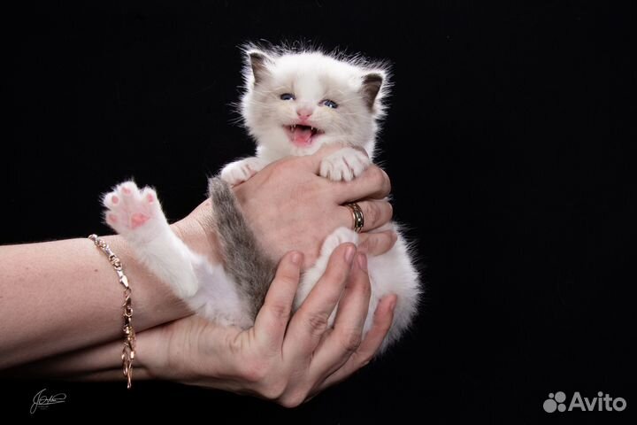 Котята Рэгдолл