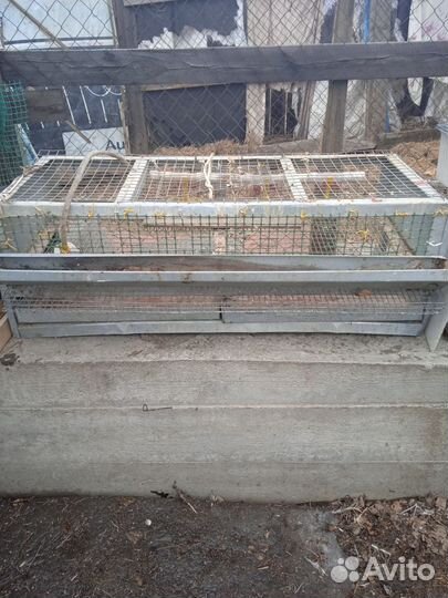 Клетки для содержания перепелов