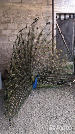 Индийские павлины разных возрастов