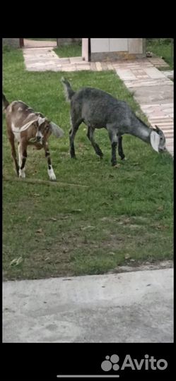 Нубийские козы