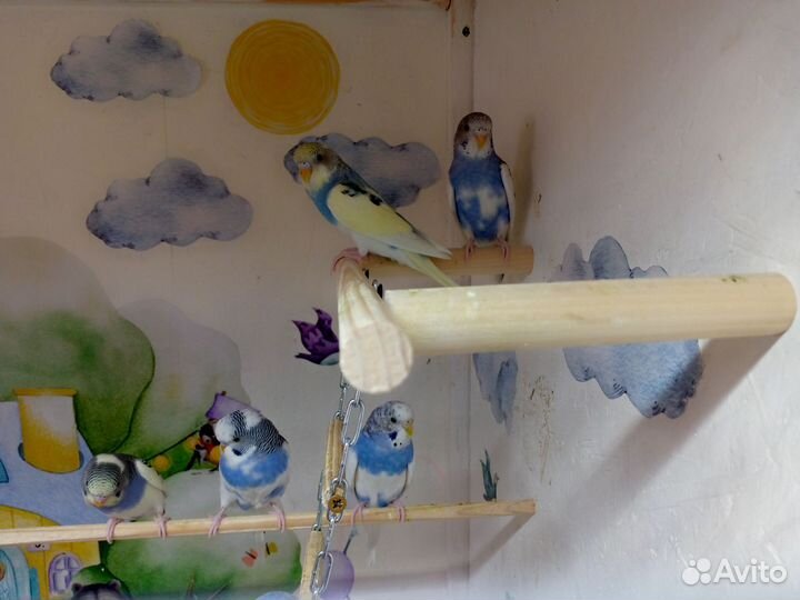 Птенцы волнистого попугая