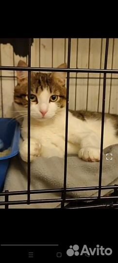 Котику с Лейкозом грустно в клетке