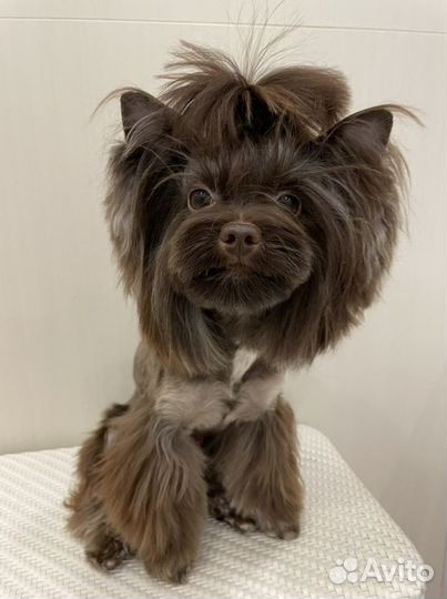 Йоркширский терьер