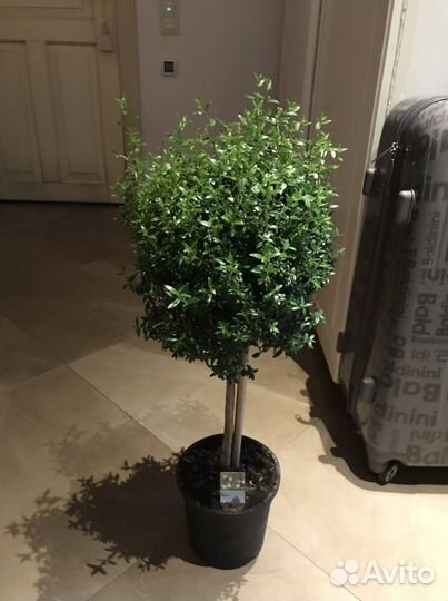 Мирт, миртовое дерево